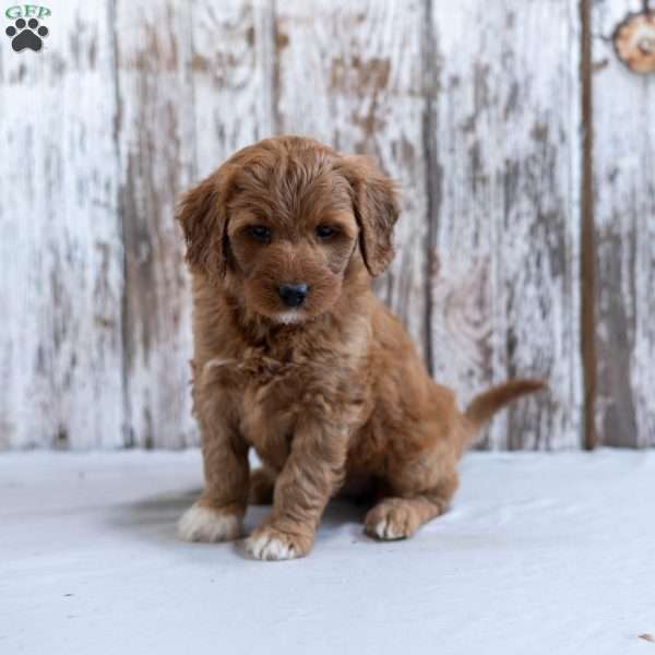 Helena, Mini Labradoodle Puppy